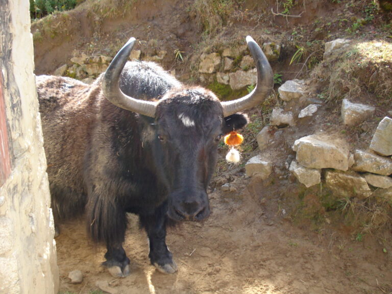 A black haired Nepalese Yak with big horns coming around the corner