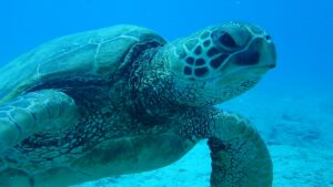 Underwater Scooter Adventures - a close up image of a turtle under the water