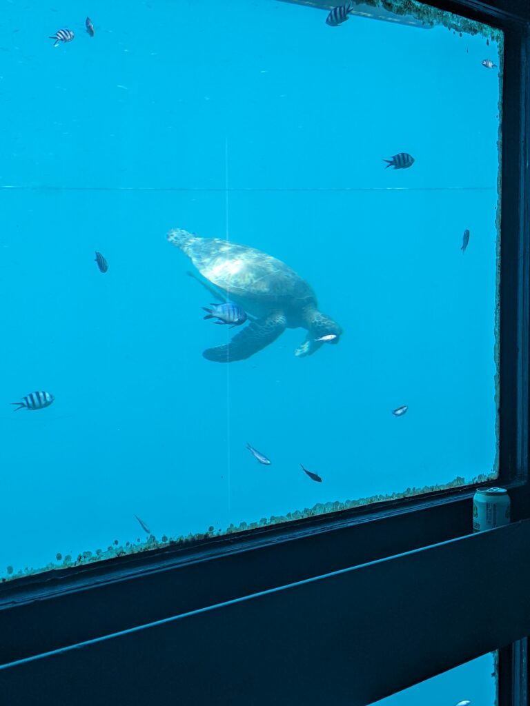 Sleeping with the Fishes, no cement shoes required: An image of a turtle and tropical fish through the window a ReefSuite room