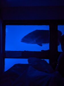 Sleeping with the Fishes, no cement shoes required: An image of a big Grouper swimming across an underwater accommodation window.