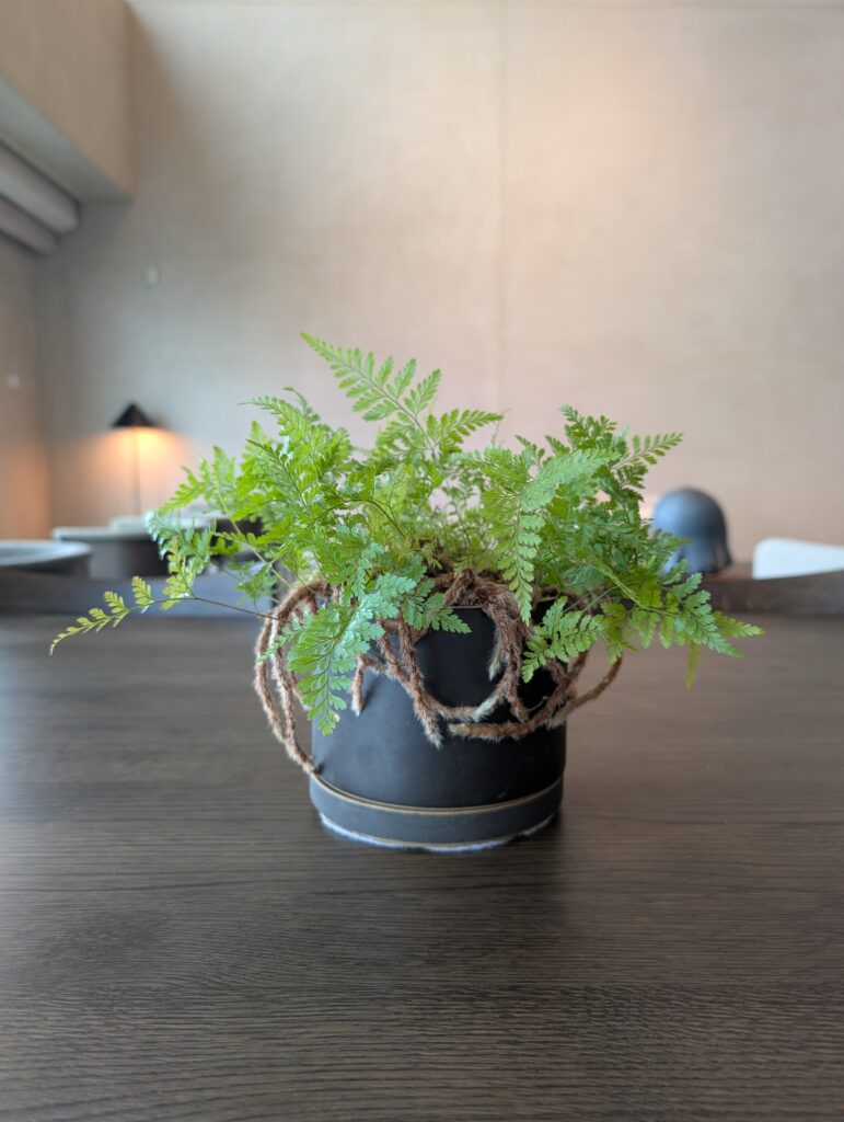 Local Secrets Edition 4: The Penthouse In The Sky. A close up image of a Rabbit Foot Fern in a pot on a dining table.