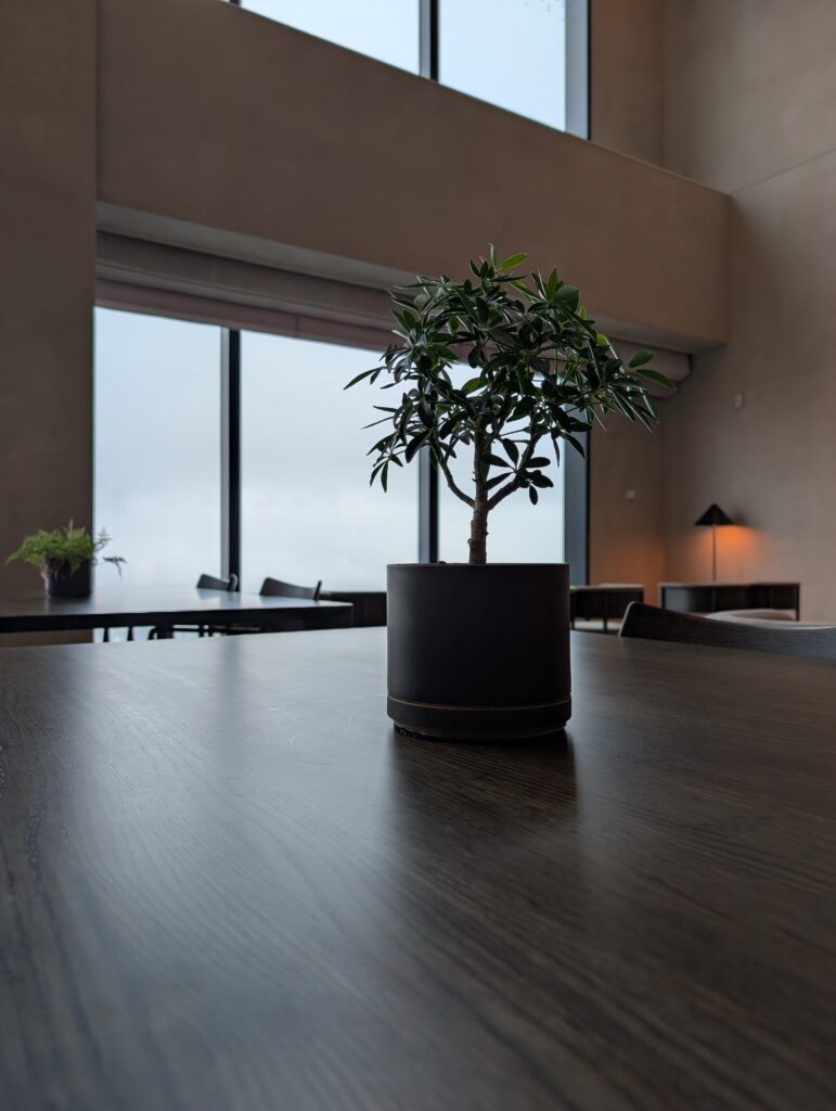 Local Secrets Edition 4: The Penthouse In The Sky. Image of an Umbrella plant on a dining table of a large minimalist room.